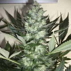 Auto AK-47
