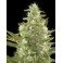 Auto Cheese