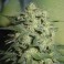 Auto Northern Light