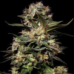 Auto Somango
