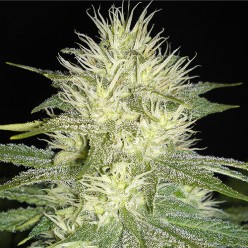 Auto White Russian