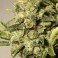 Auto White Russian