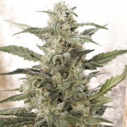 Auto White Widow