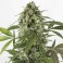 Auto White Widow