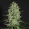 Auto Amnesia