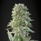 Auto Jack Herer