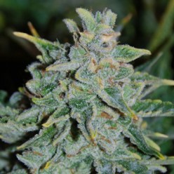 Northern Light