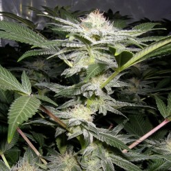 Somango