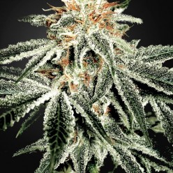 White Widow