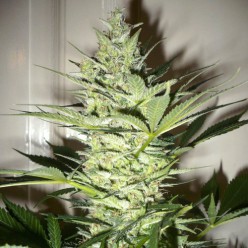 AK-47