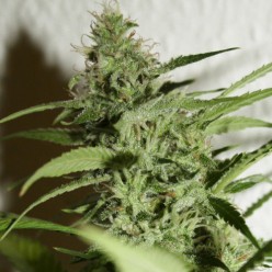 Amnesia