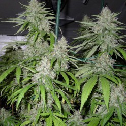 Auto Amnesia