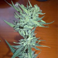 Auto Cheese