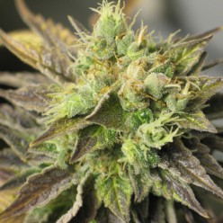 Auto New York Diesel