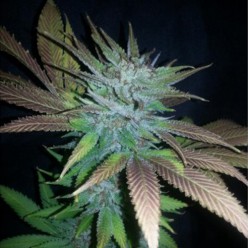 Jack Herer